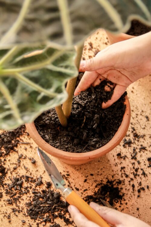 Plantas E Meditação - Jardim No Pote